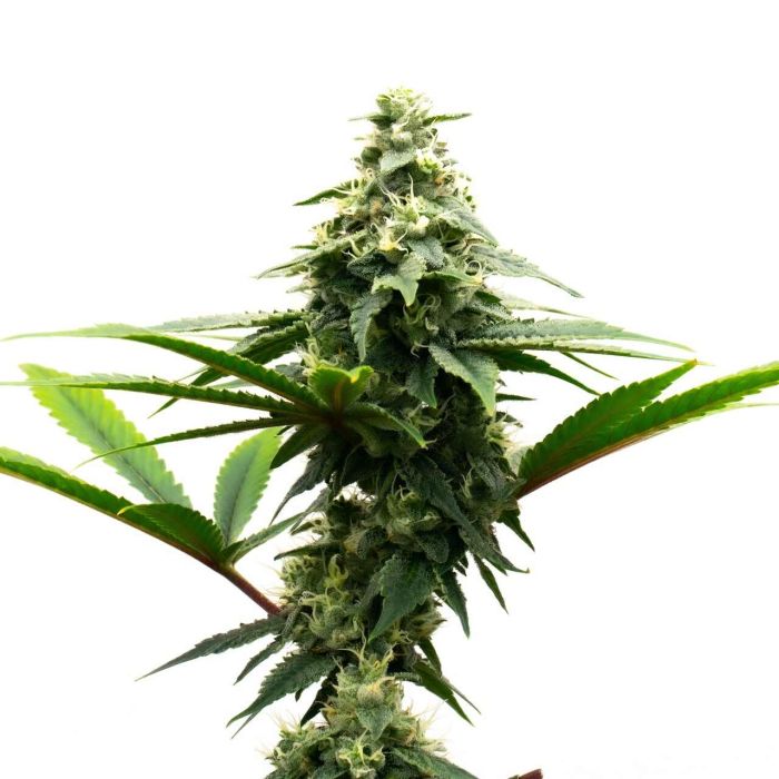 Alaskan Thunderfuck Feminized Cannabis Seeds