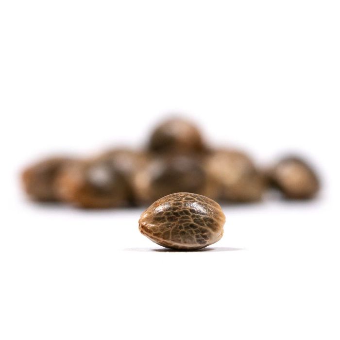 Kyle's Sweet Island Feminized Cannabis Seeds