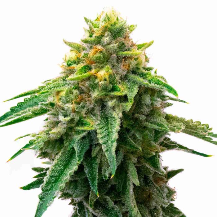 Gorilla Glue #4 Autoflower Cannabis Seeds