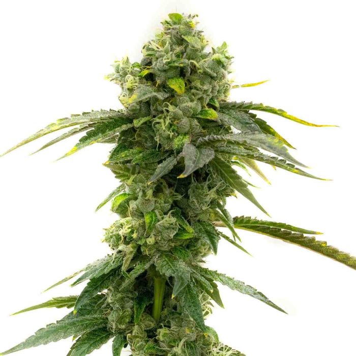 Bruce Banner Feminized Cannabis Seeds