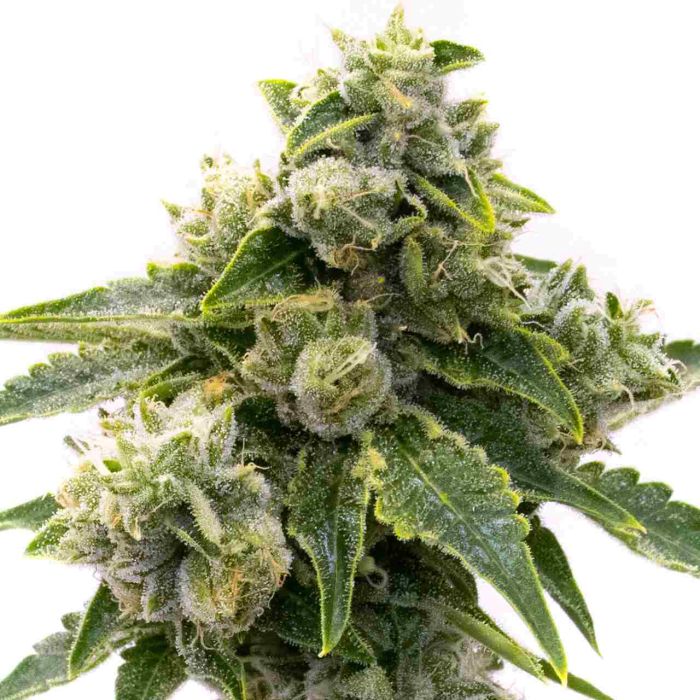Master Kush Feminized Cannabis Seeds