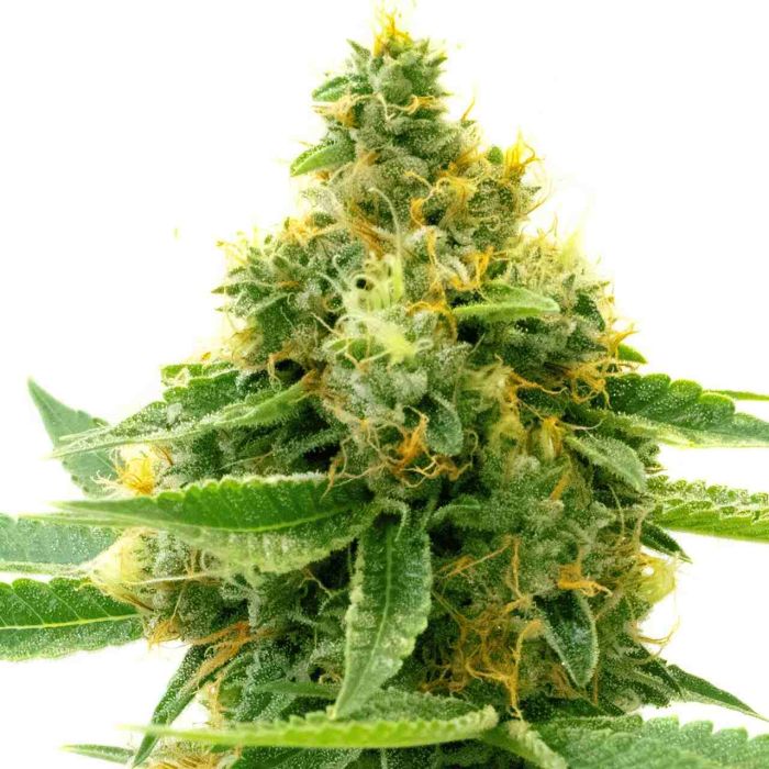 Pineapple Autoflower Cannabis Seeds