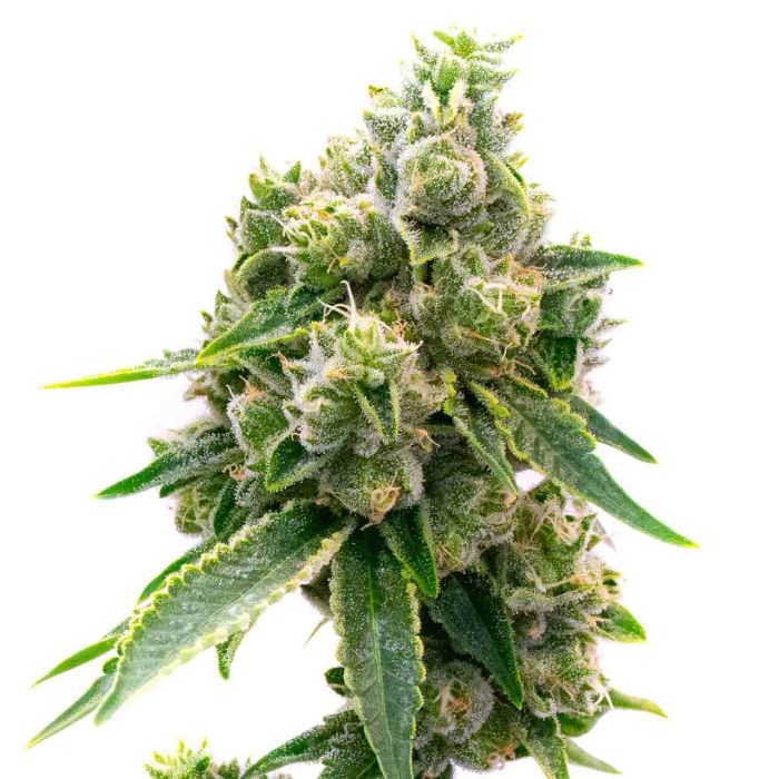 Baked Apple Feminized Cannabis Seeds