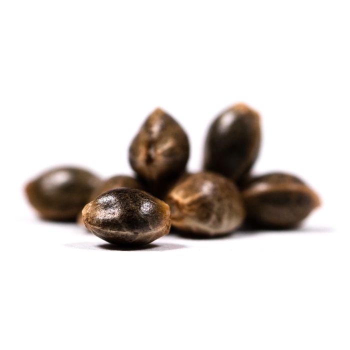 Power Plant Feminized Cannabis Seeds