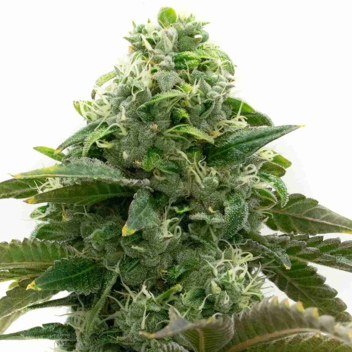Chocolope Feminized Cannabis Seeds