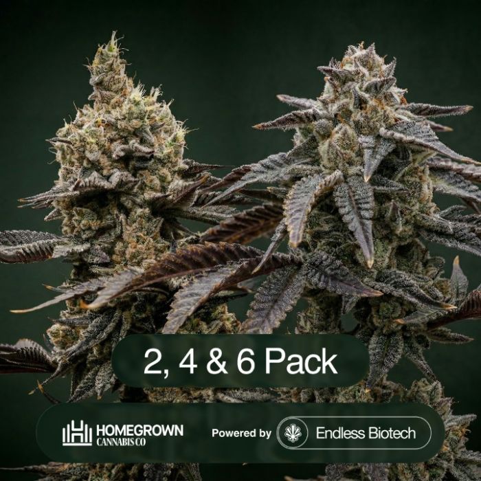 Pablo's Pineapple + Gastronaut Clone Bundle