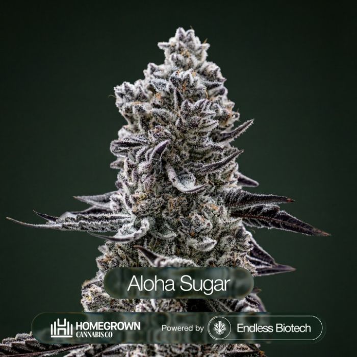 Aloha Sugar Cannabis Clones