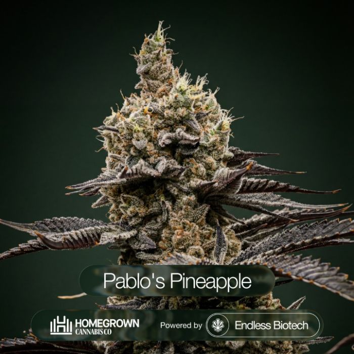 Pablo's Pineapple Cannabis Clones