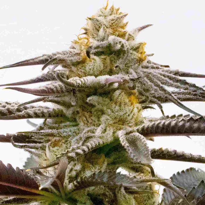 Purple Kush Feminized Cannabis Seeds