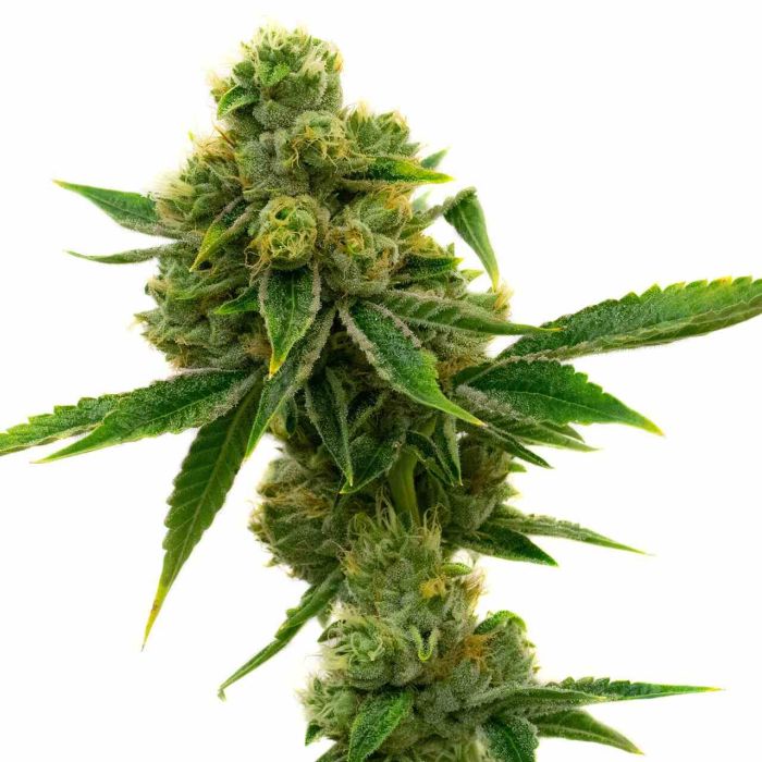 Skunk #1 Feminized Cannabis Seeds