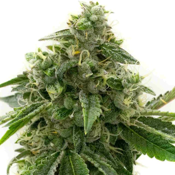 CBD OG Kush Feminized Cannabis Seeds