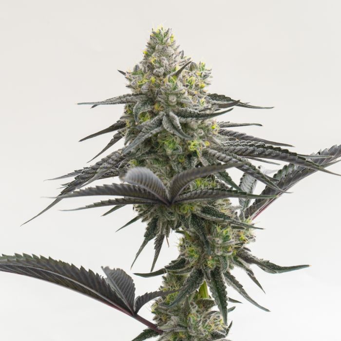 London Pound Cake Feminized Cannabis Seeds