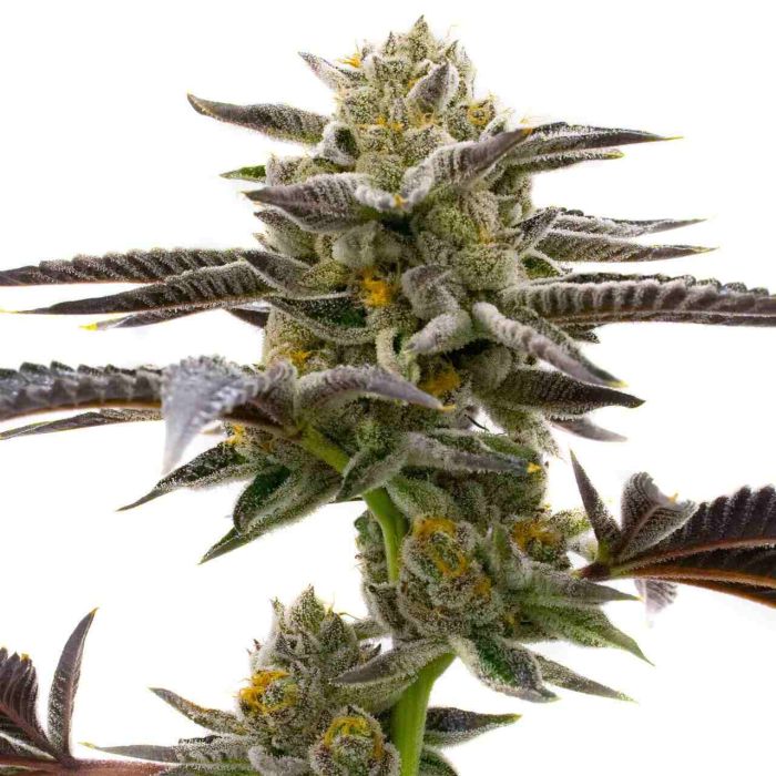 Cake Bomb Feminized Cannabis Seeds