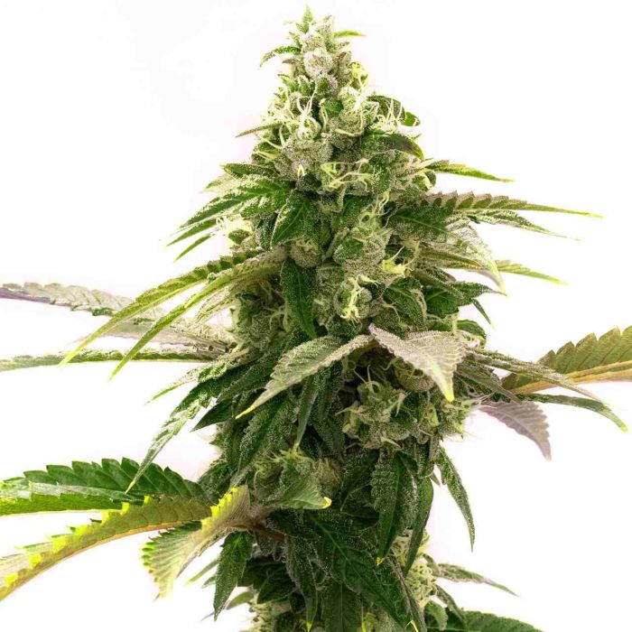 Zkittlez Feminized Cannabis Seeds 