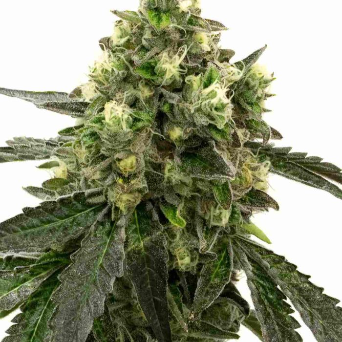 Girl Scout Cookies Autoflower Cannabis Seeds