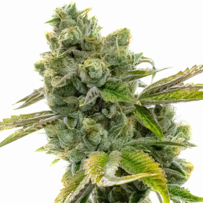 Diesel Autoflower Cannabis Seeds