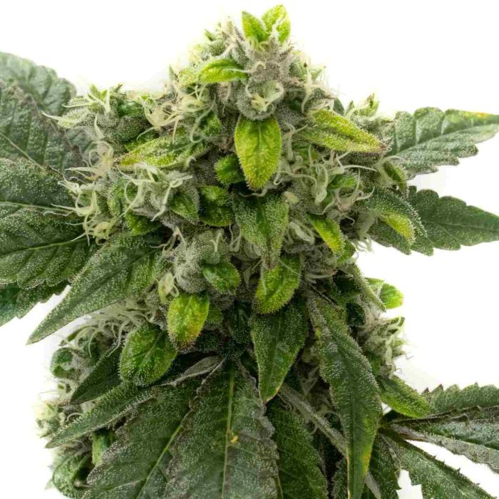 Amnesia Haze Feminized Cannabis Seeds