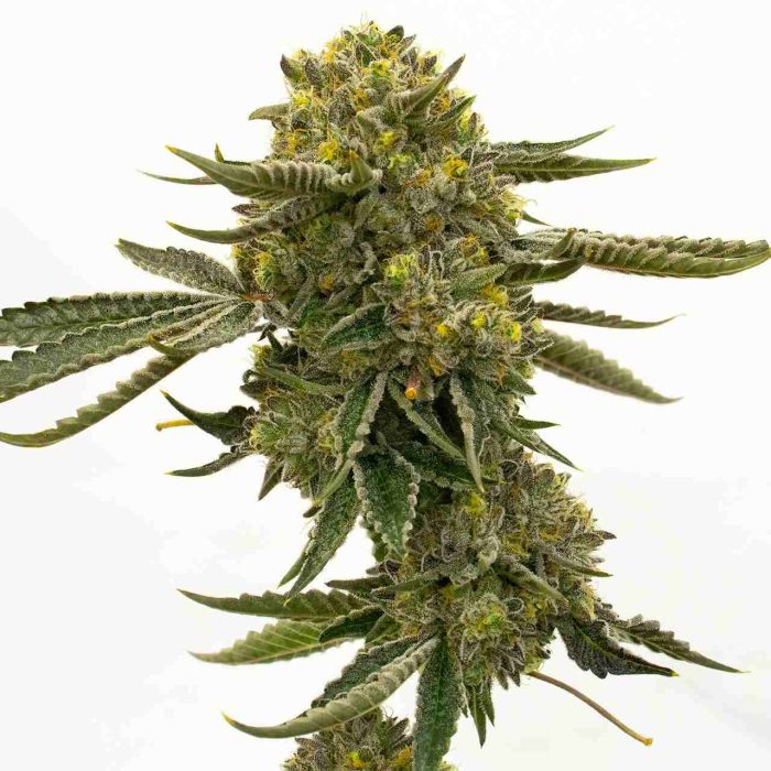 Quarter Pounder Autoflower Cannabis Seeds