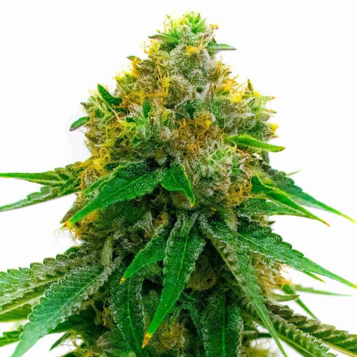 5 Alive Feminized Cannabis Seeds