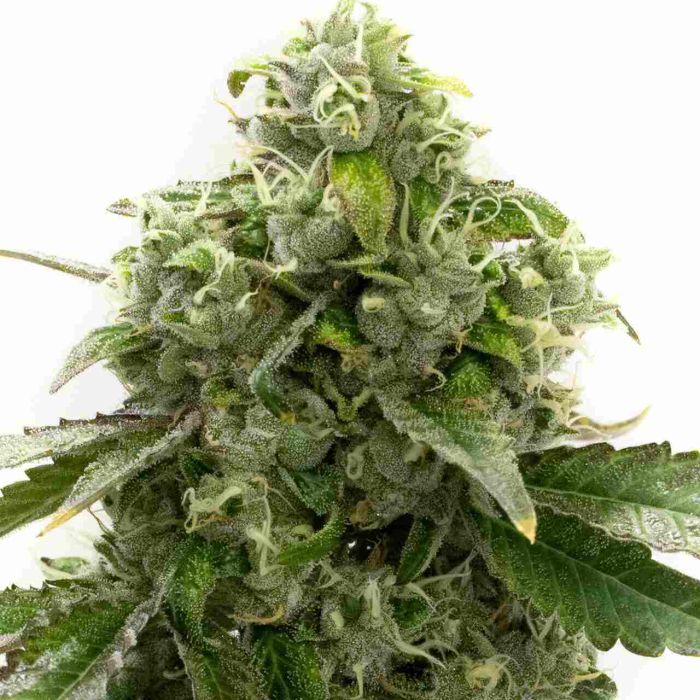 Cheese Feminized Cannabis Seeds