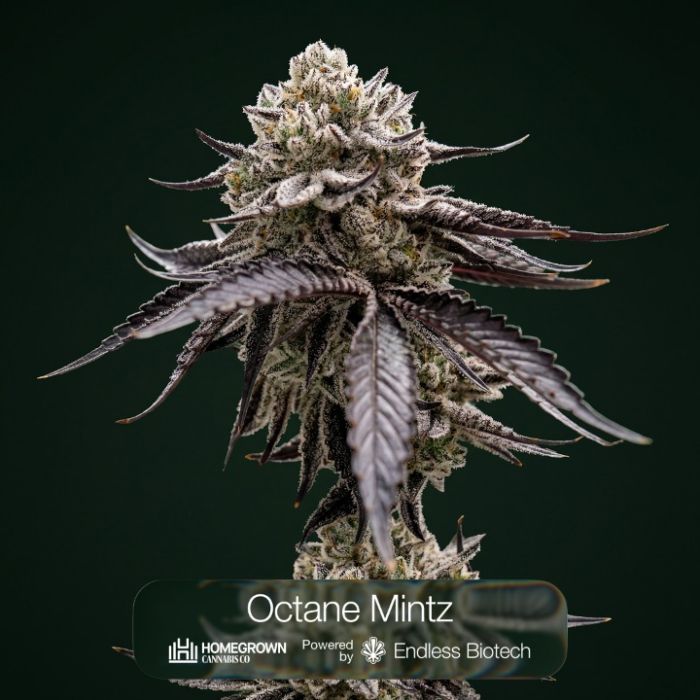 Octane Mintz + Endless Glue + Tropic Thunder Funk Clone Bundle