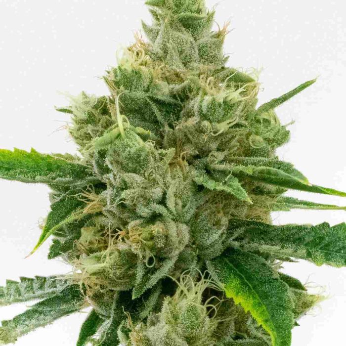 Skunk Autoflower Cannabis Seeds
