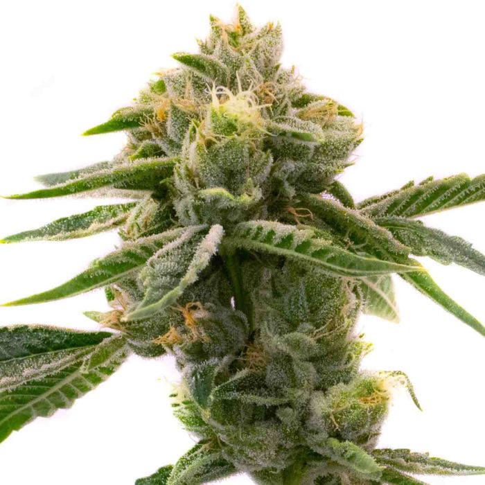 Sweet Tooth Autoflower Cannabis Seeds