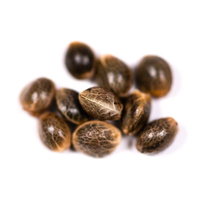CBD White Widow Autoflower Cannabis Seeds