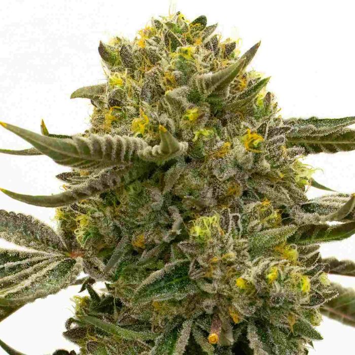 Quarter Pounder Autoflower Cannabis Seeds