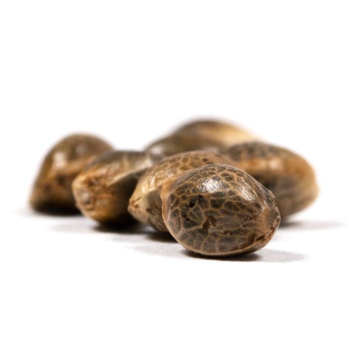 Skunk #1 Feminized Cannabis Seeds