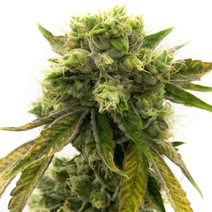 Afghan Autoflower Cannabis Seeds