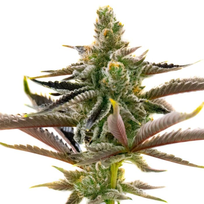 Ice Cream Cake x RS11 Feminized Cannabis Seeds