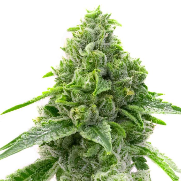 OG Kush Fast Version Cannabis Seeds