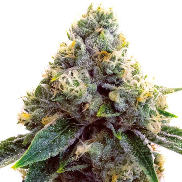 Super Silver Haze Feminized Cannabis Seeds