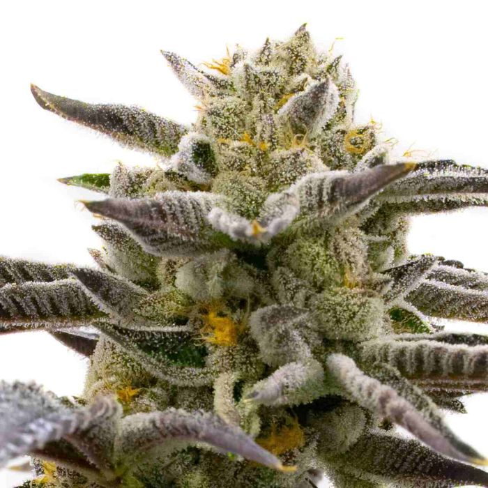 Cake Bomb Feminized Cannabis Seeds