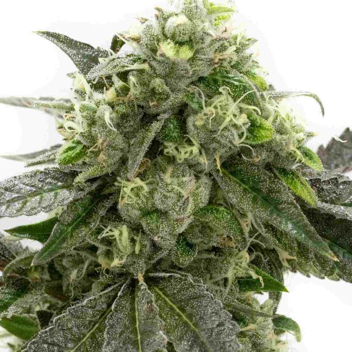 CBD Girl Scout Cookies Feminized Cannabis Seeds