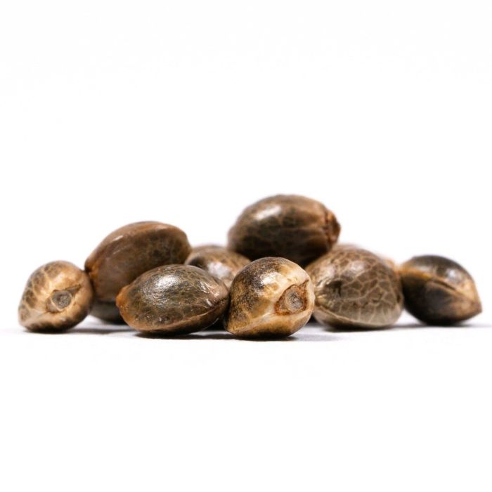 Yumbolt Autoflower Cannabis Seeds