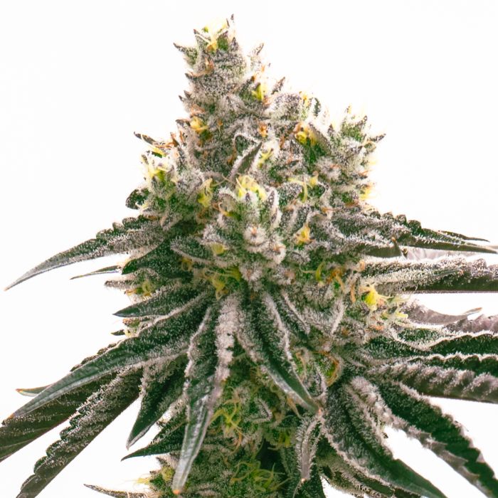 Banana Runtz Feminized Cannabis Seeds