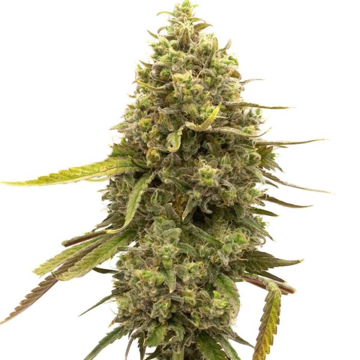 Kyle's Cherry AK Feminized Cannabis Seeds