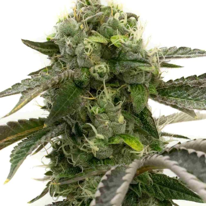 Big Devil Autoflower Cannabis Seeds