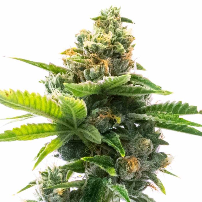 Northern Lights Autoflower Cannabis Seeds