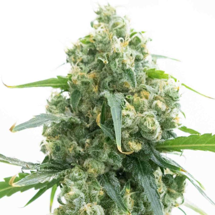 Lowryder Autoflower Cannabis Seeds