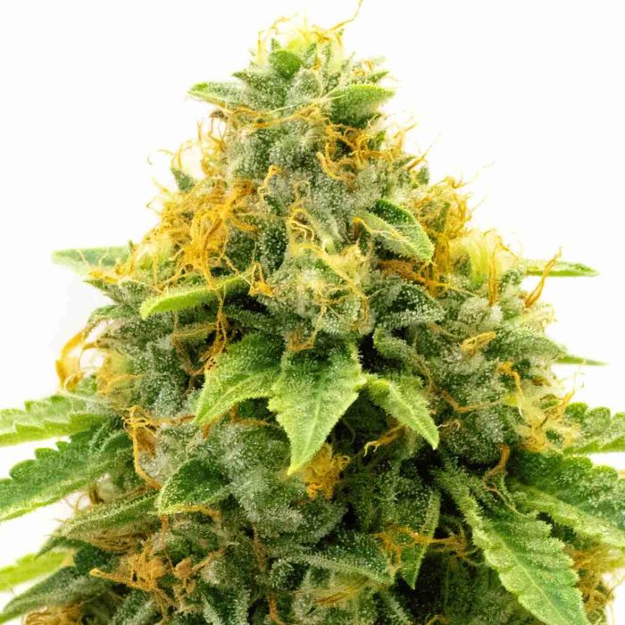 Pineapple Haze Feminized Cannabis Seeds