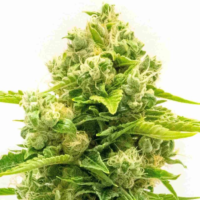 Northern Lights #10 Feminized Cannabis Seeds