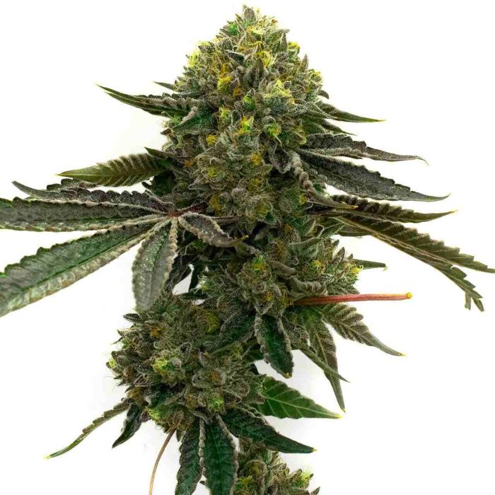 Strawberry Feminized Cannabis Seeds