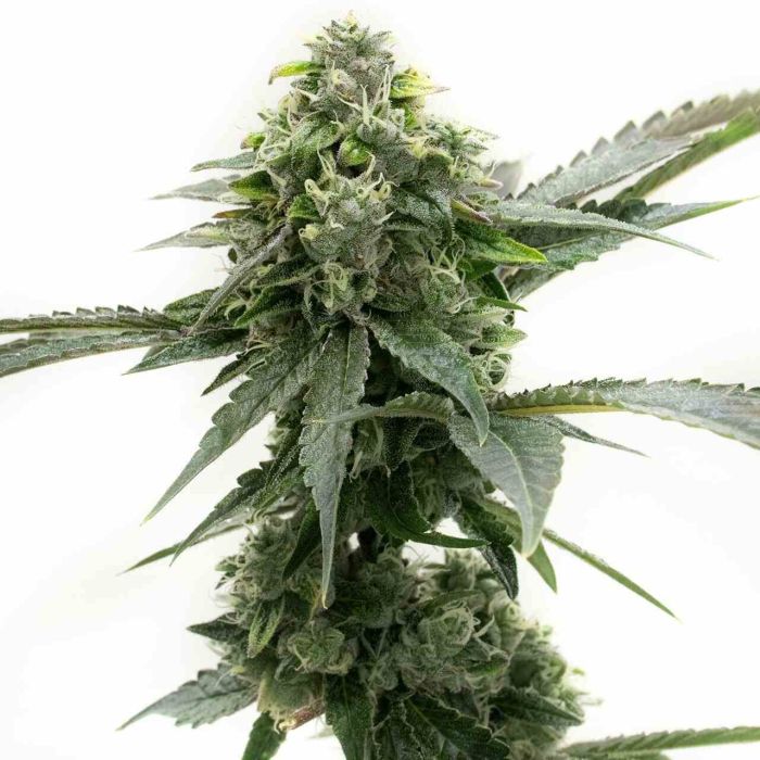 Critical Kush Feminized Cannabis Seeds