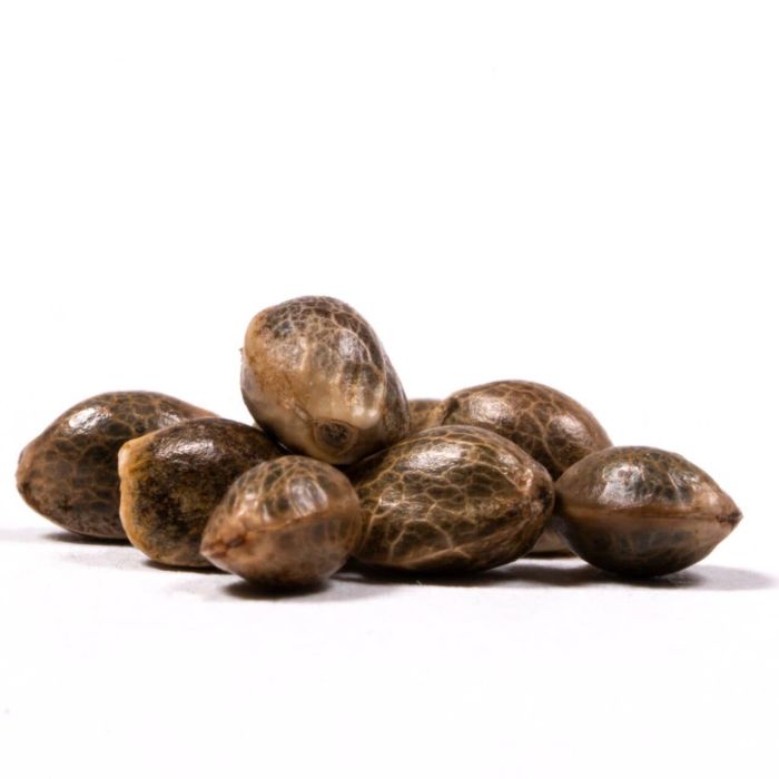 CBD OG Kush Feminized Cannabis Seeds