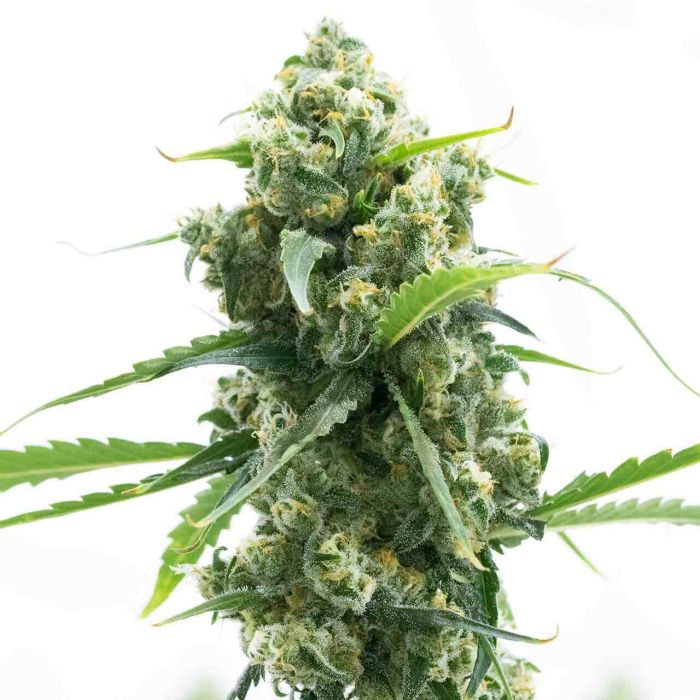 Lemon Diesel Feminized Cannabis Seeds