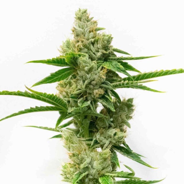 Skunk #1 Autoflower Cannabis Seeds