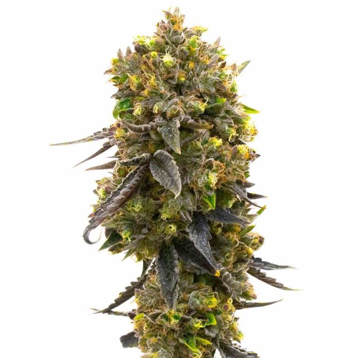 Fruity Glue Regular Cannabis Seeds